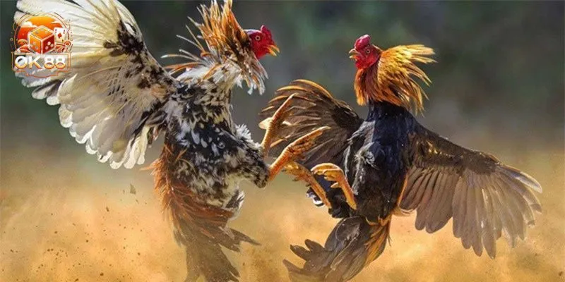 Bỏ túi cách xác định màu mạng gà đá theo ngũ hành