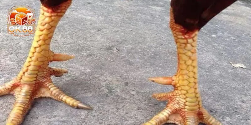 Những vảy gà quý hiếm nổi bật nhất hiện nay