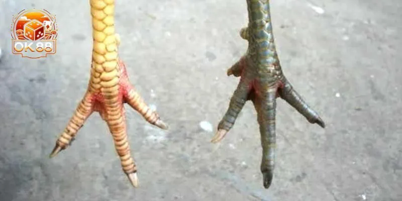 Tác động của vảy gà xấu đến các chiến kê