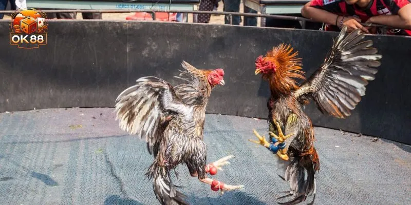 Các loại hình đá gà OK88 phổ biến nhất hiện nay