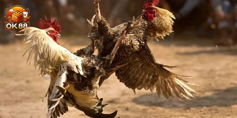 Màu Mạng Gà Đá – Xem Mạng Gà Chuẩn, Bắt Kèo Hay Tại OK88