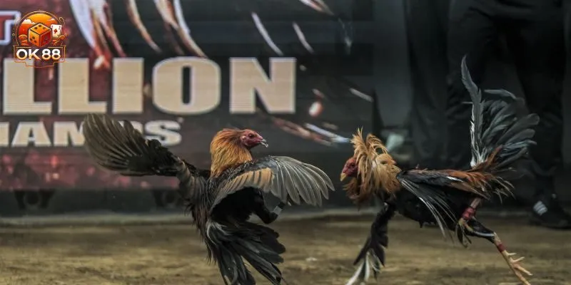 Bỏ túi những mẹo chơi đá gà OK88 hiệu quả