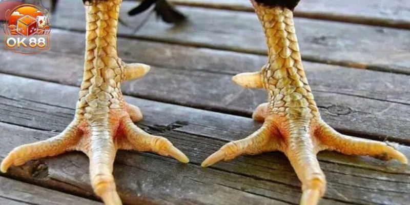 Những Vảy Gà Quý Hiếm – Bí Kíp Chọn Chiến Kê Tại OK88